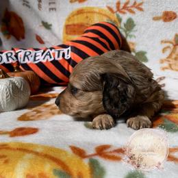 Dachshund Puppies from CSW Dachshunds