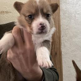 Boy 1 - Black and tan male Pembroke Welsh Corgi puppy in Walters, Oklahoma from Solo Spur Ranch