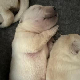 Boy 3- White English Lab - Yellow male Labrador Retriever puppy in Isanti, Minnesota from Four Corners Family Labs