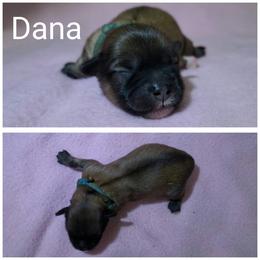 Dana - Red gold female Lhasa Apso puppy in Cincinnati, Ohio from Shangri-La Lhasa Apsos