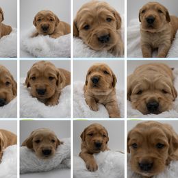 Golden Retriever Puppies from Stormy Hill Golden Retrievers