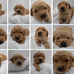 Golden Retriever Puppies from Stormy Hill Golden Retrievers