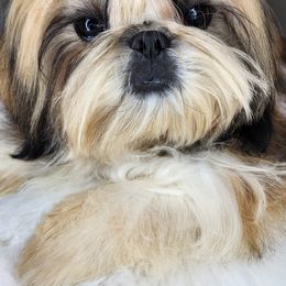 Shih Tzu Puppies from Raincross Shih Tzu