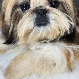 Shih Tzu Puppies from Raincross Shih Tzu