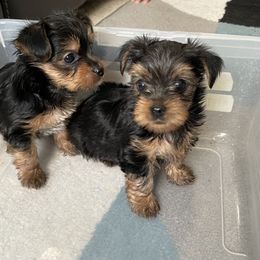 Yorkshire Terrier Puppies from Purple Ribbon Yorkie Kennel