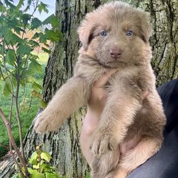 Landon - Isabella male German Shepherd puppy in Watervliet, Michigan from M&M Shepherd Farms