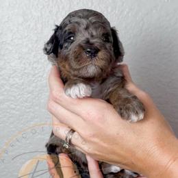 Poppy - Merle female Goldendoodle puppy in Murrieta, California from Apricot Poodles & Goldendoodles, LLC