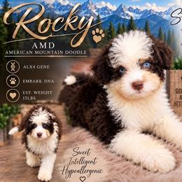 Rocky - Bernedoodle