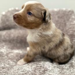 Clover - Red merle female Miniature Australian Shepherd puppy in Pinnacle, North Carolina from Higher Elevations Mini Aussies