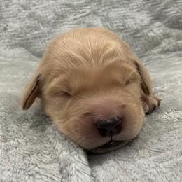 Scar-Green Collar - Golden male Golden Retriever puppy in Monterey, Tennessee from Lawson’s Green Acres Goldens and Mini Dachshunds