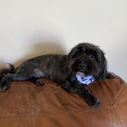 Paulie - Havanese