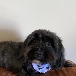 Paulie - Havanese