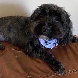 Paulie - Havanese
