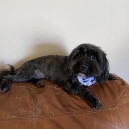 Paulie - Havanese