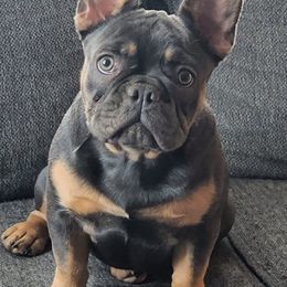 French Bulldogs from M & M Frenchie Farm