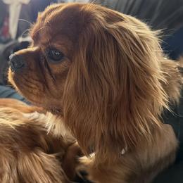Charming Charlie - Ruby male Cavalier King Charles Spaniel puppy in Jersey Shore, Pennsylvania from FairHawk Downs