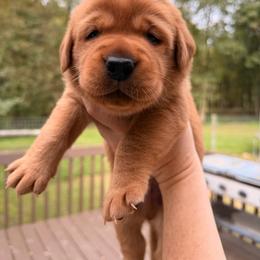 Boy 1 - Yellow male Labrador Retriever puppy in Randolph, Ohio from The Lab Clan