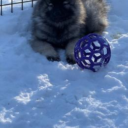 Keeshond Puppies from Hocking Hills Keeshonds