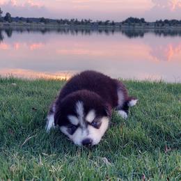 Alaskan Husky Puppies from Mawlawi Huskies