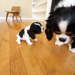 Ducati - Tri-color male Cavalier King Charles Spaniel puppy in Albuquerque, New Mexico from Paradise Cavaliers