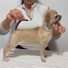 Sol - Chihuahua