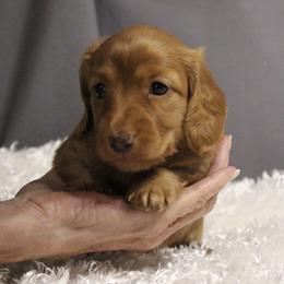 Bunny - Red female Dachshund puppy in Liberty, Texas from Sweetnlow Dachshund (Doxies)