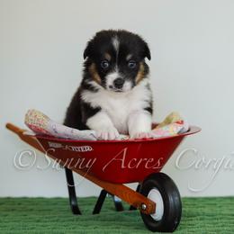 Boy 3 - male Pembroke Welsh Corgi puppy in Bedford, Indiana from Sunny Acres Corgis