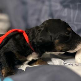 Sabine - Phantom female Bernedoodle puppy in Lone Jack, Missouri from Elite Bernedoodle Besties LLC