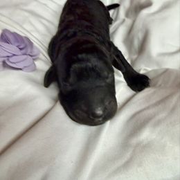 Nina - Black female Pyredoodle puppy in Willacoochee, Georgia from Kitandkboodle's Doodles