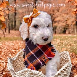 Iris - Fawn and white female Sheepadoodle puppy in Cambridge, Ohio from Sweet Creek Pups