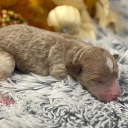 Girl 2 - Apricot female Goldendoodle puppy in Ambrose, Georgia from Brandilyn's Aussies