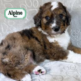Alpine - Sable male Bernedoodle puppy in Milan, Indiana from Doodles & Spice