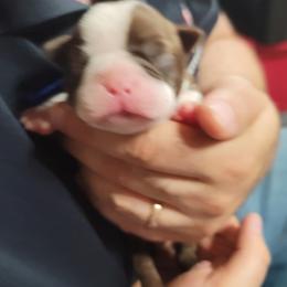 Boston Terrier Puppies from Amanda's Terriers