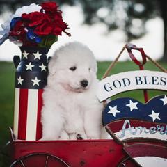 Border Collie, Bordoodle, and Maremma Sheepdog Puppies from 2J 2K Border Collies