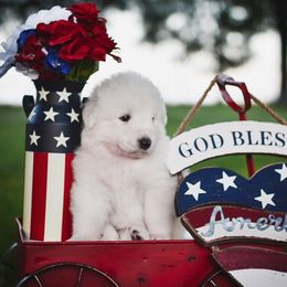 Border Collie, Bordoodle, and Maremma Sheepdog Puppies from 2J 2K Border Collies