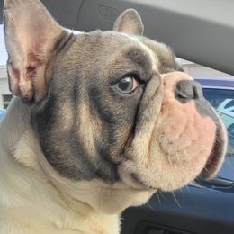 French Bulldogs from Avery's  Farmhouse