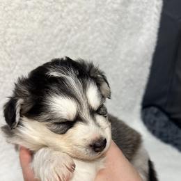 Pomsky All Grown Up from Full Moon Pomskies