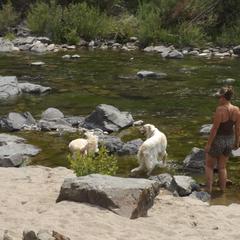 Borzoi All Grown Up from Kelcorov
