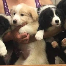 Border Collie Puppies from Rosann's Collies