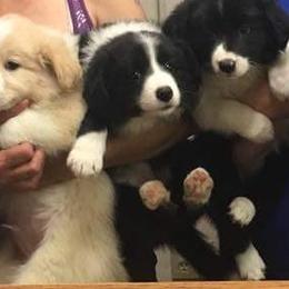 Border Collie Puppies from Rosann's Collies