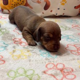 AKC Female 3000 - Red female Dachshund puppy in Summerville, South Carolina from Funk's Four-Legged Friends