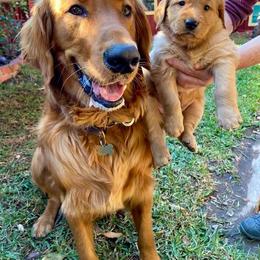 Golden Retriever Puppies from Rowan Retrievers