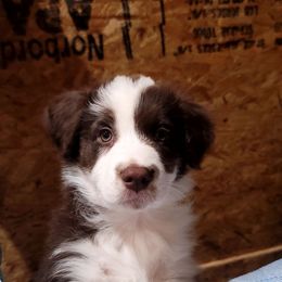 Forrest - Red tri-color male Australian Shepherd puppy in Lubbock, Texas from Barn Raised Aussies