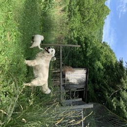 Golden Retriever Puppies from Able Creek Kennels