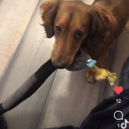 Dachshund Puppies from ForeversEdge Doxies