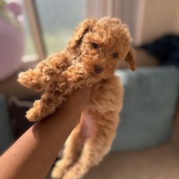Melody - Red  female Poodle puppy in Kissimmee, Florida from Unique Poodles