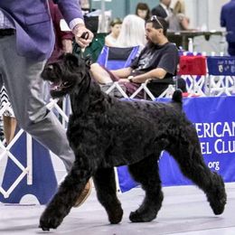 Ranger - Giant Schnauzer