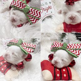 Pearl - Liver and white female Shih Tzu puppy in Coolidge, Arizona from Shih Tzu’s  ‘N’ Love