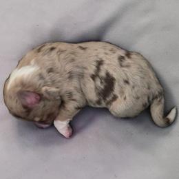 Boy 3 - Red merle male Aussiedoodle puppy in Lebanon, Oregon from Abbott Family Farm