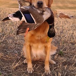 Brody - Golden Retriever
